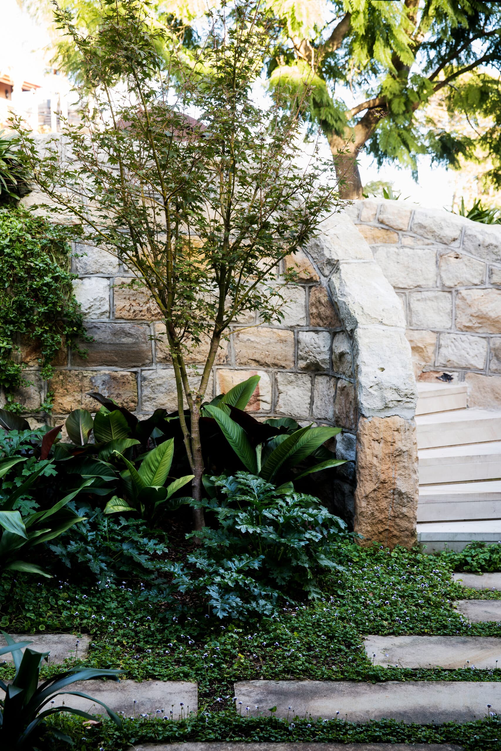 Japanese maple and groundcover beside a curved sandstone wall and stepping stone path