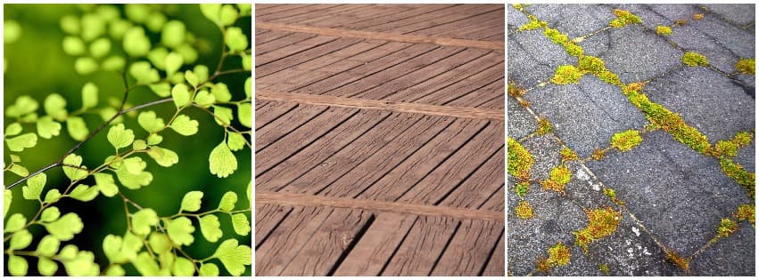 Maidenhair fern, a timber deck and moss creeping between pavers ready for a spring clean-up