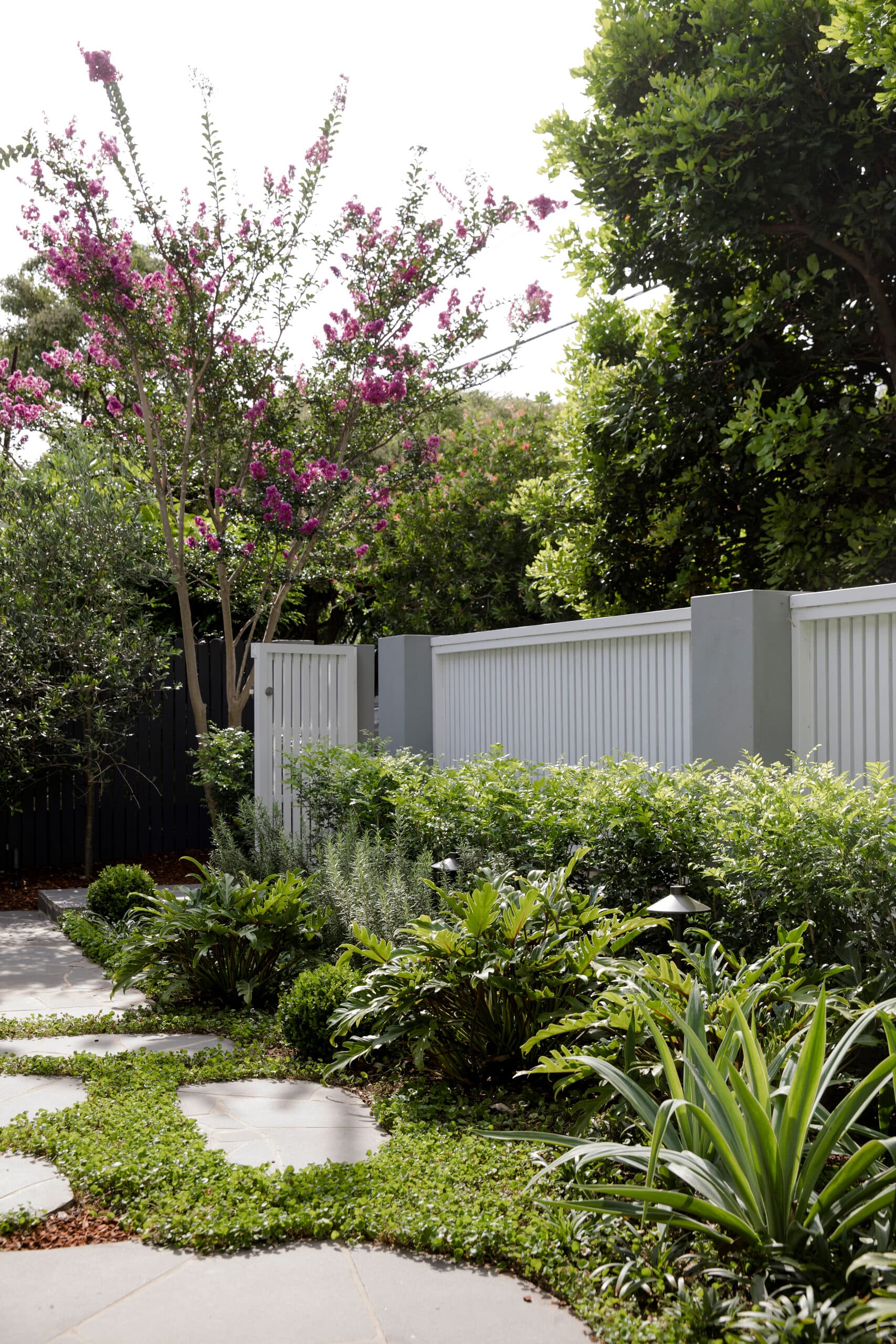 Crazy paving steppers winding through groundcover past a white slat fence and pink crepe myrtle