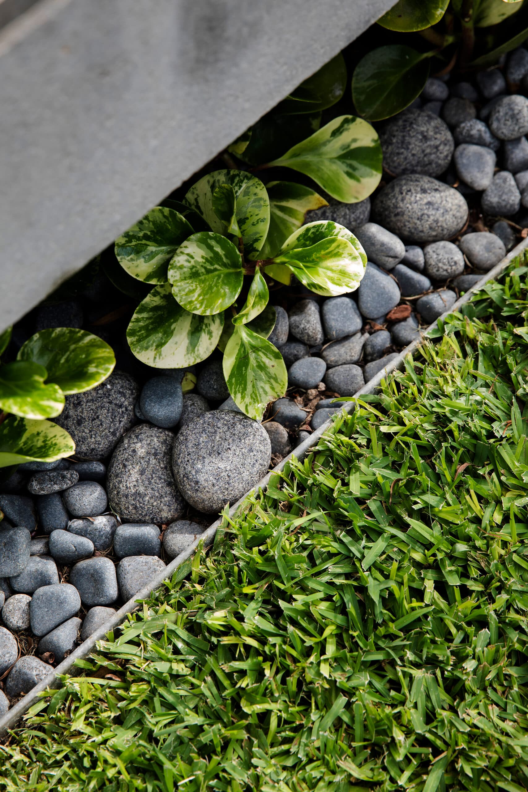 Close detail of variegated groundcover and rounded pebbles meeting a strip of turf