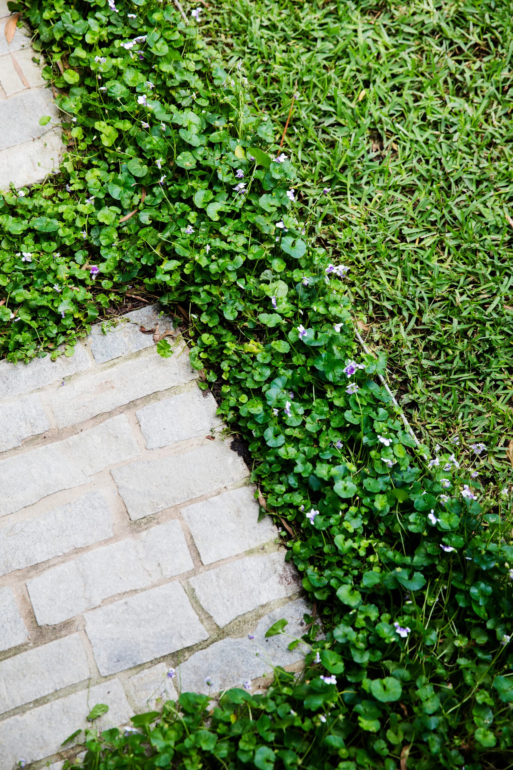 Sandstone cobble paving meeting lawn with flowering groundcover threading the joins