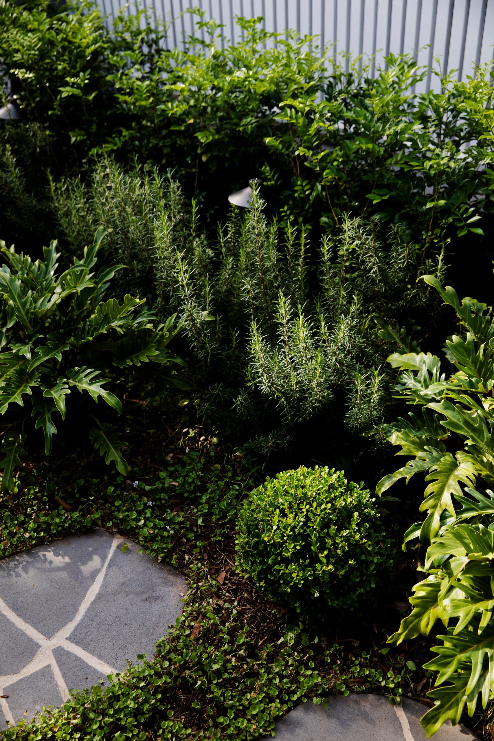 Overhead view of rosemary and philodendron with a clipped buxus ball beside crazy paving