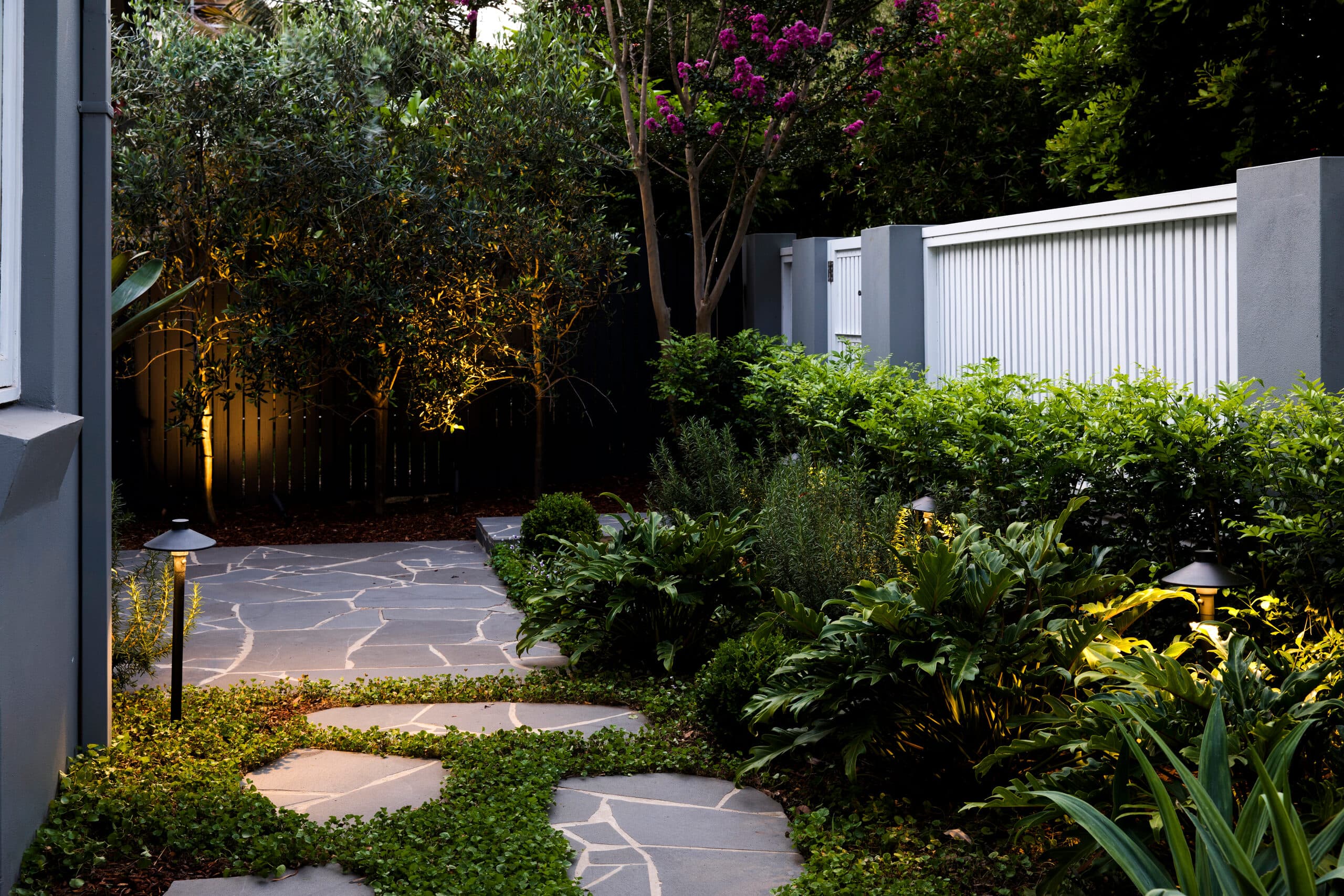 Flagstone path at dusk with an uplit olive tree lush beds and a white fence