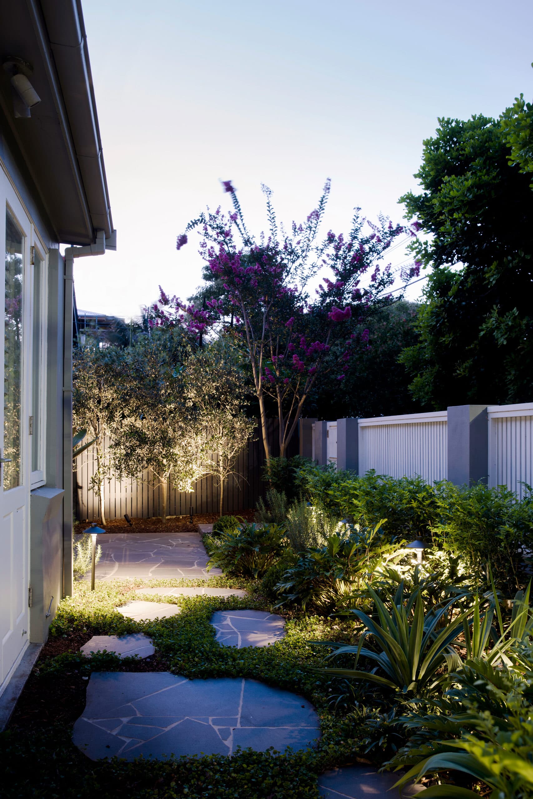 Flagstone steppers along the house at dusk with an uplit olive and pink crepe myrtle