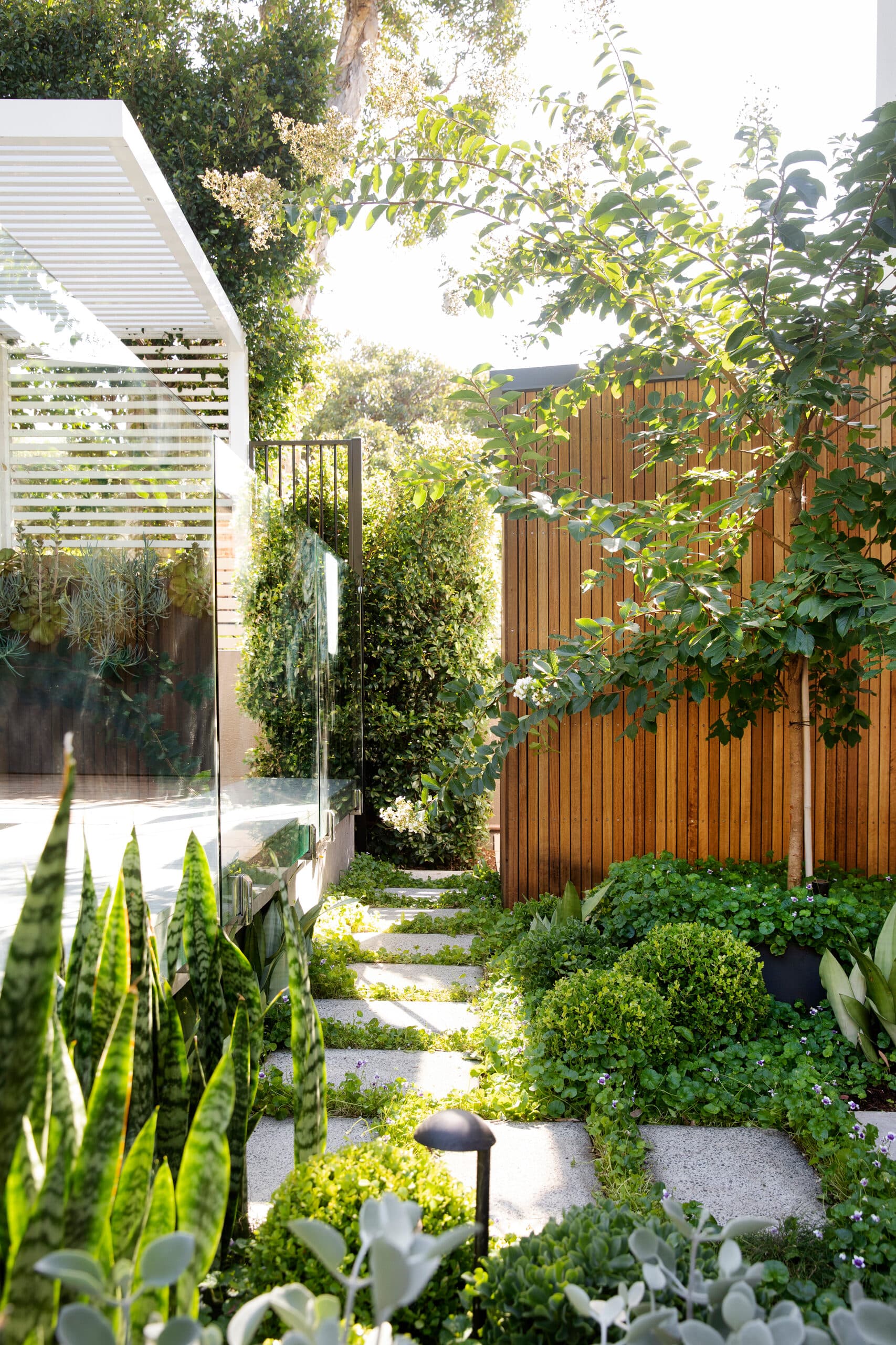 Stepping stone path running between a slatted timber fence and a feature tree