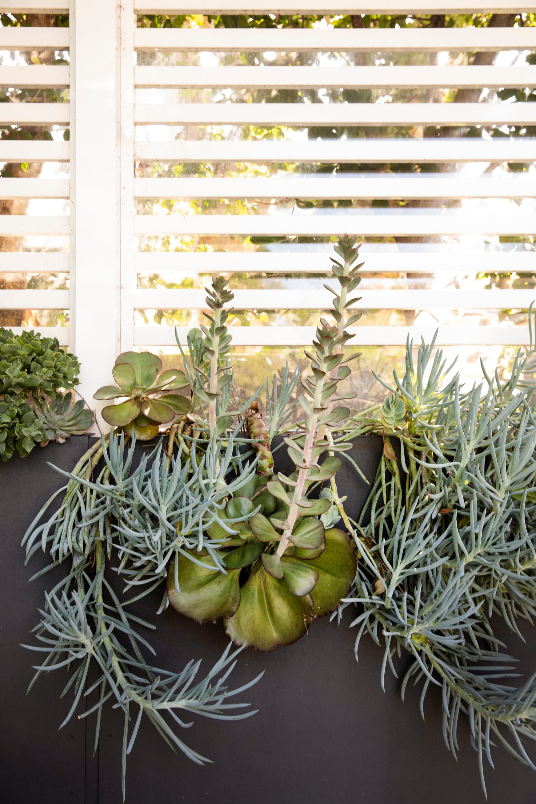 Trailing blue and green succulents spilling over a dark planter below a white screen