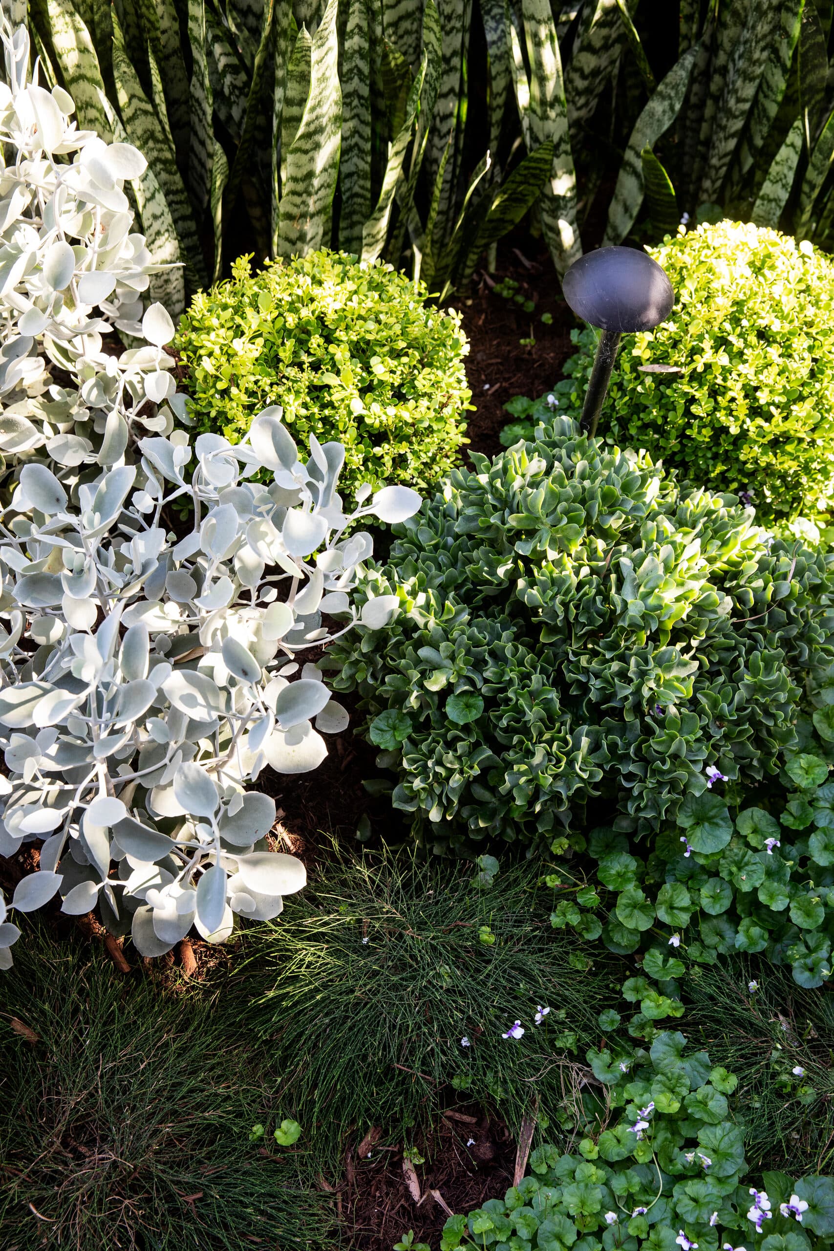 Mixed bed of silver foliage, lime box balls and groundcover in dappled light