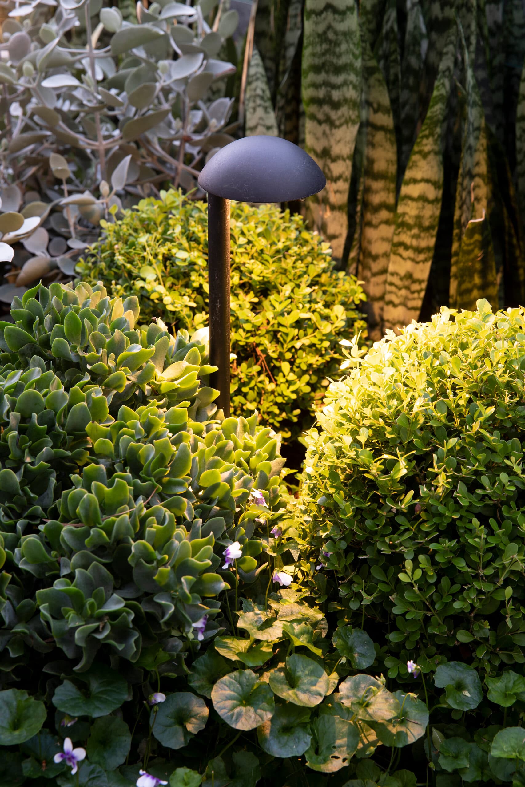 Black mushroom path light glowing over clipped foliage and snake plants at night