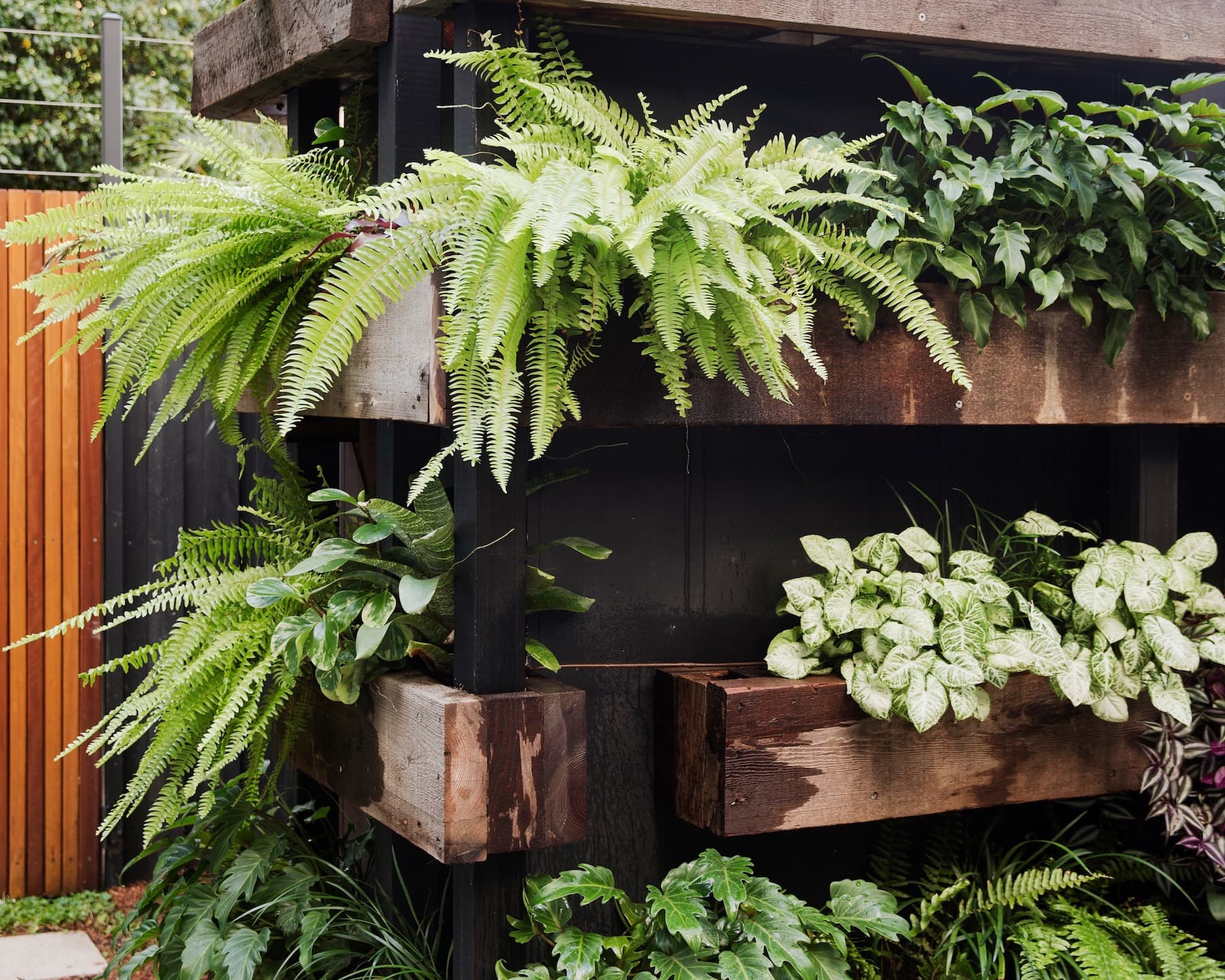 Reclaimed timber vertical garden of ferns and variegated foliage against a dark screen