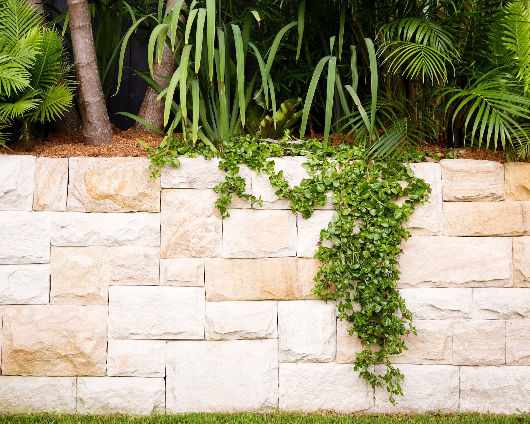 Sandstone block retaining wall topped with strappy plants and palms, draped with trailing green foliage