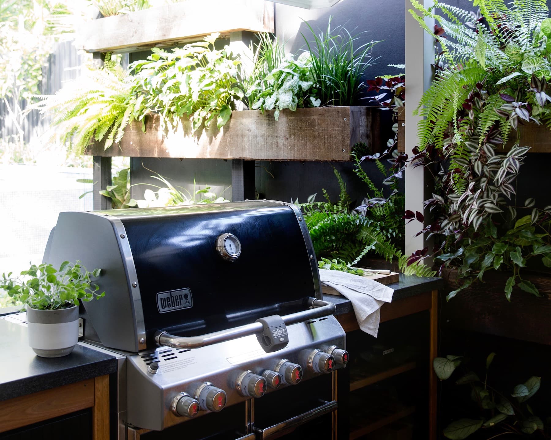 Black Weber barbecue on a stone benchtop framed by a lush vertical garden of ferns and foliage