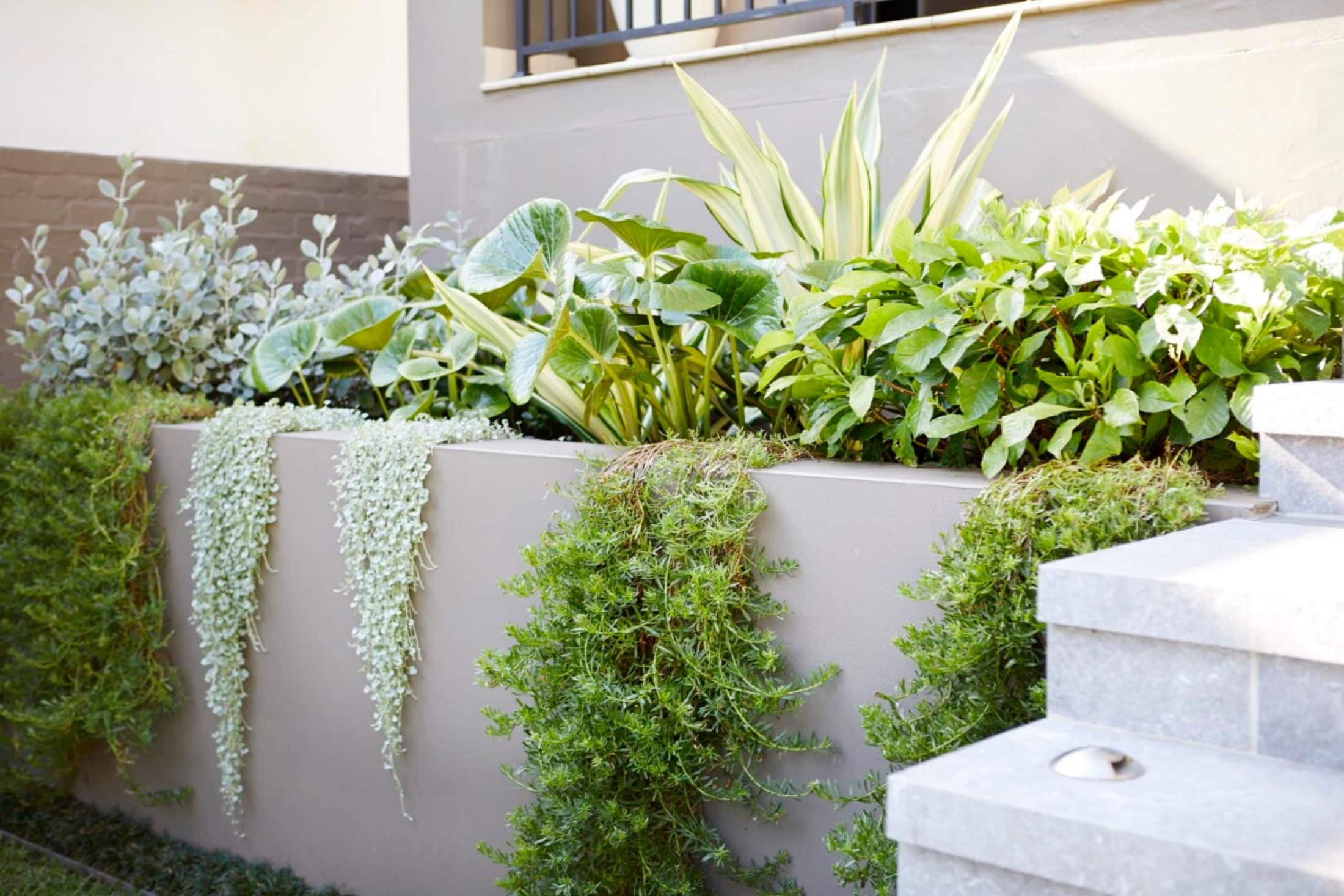Growing Rooms founder leading a landscape design consultation at a luxurious Dover Heights garden