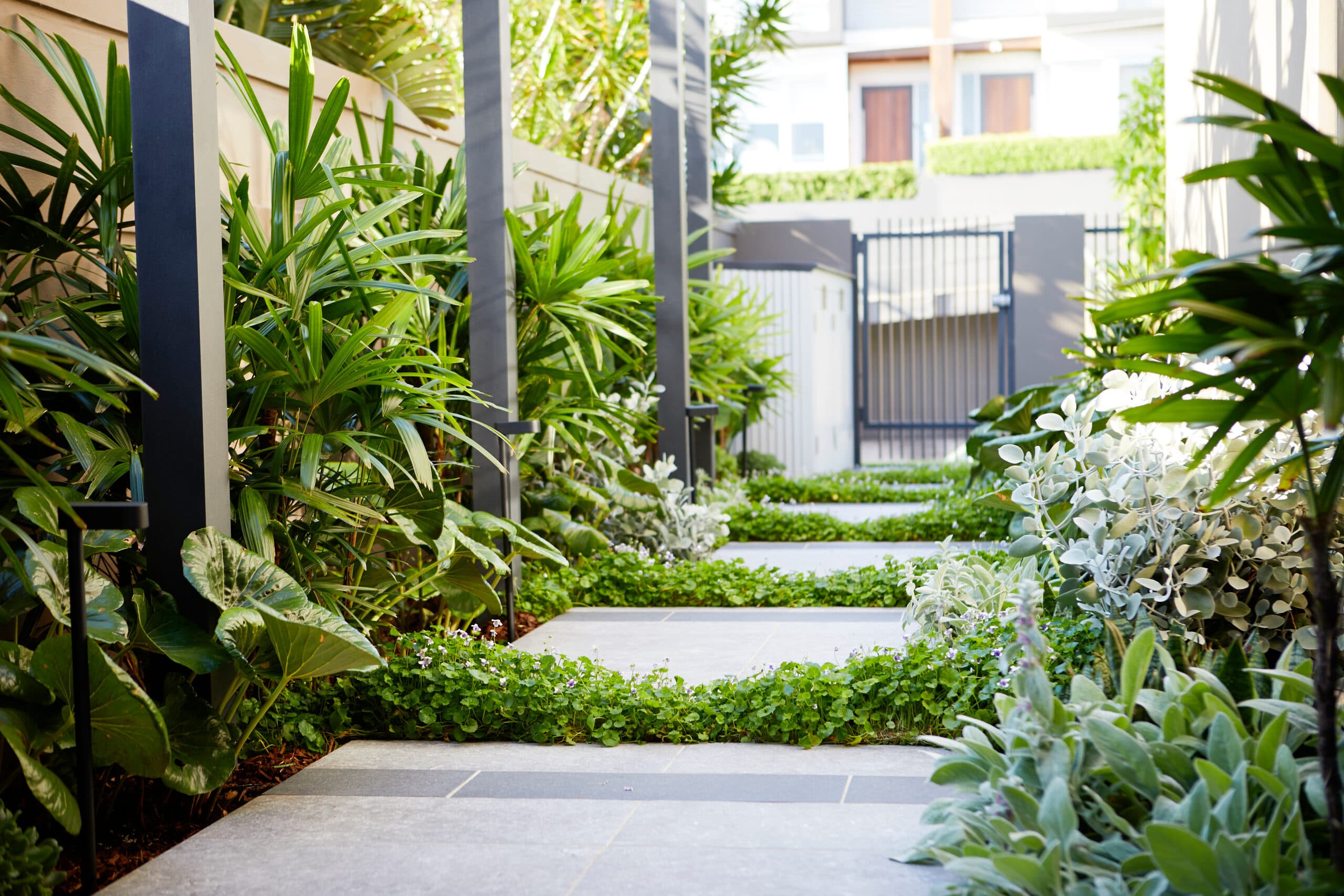 Garden pathway flanked by fan palms silver foliage and groundcover threading between pavers