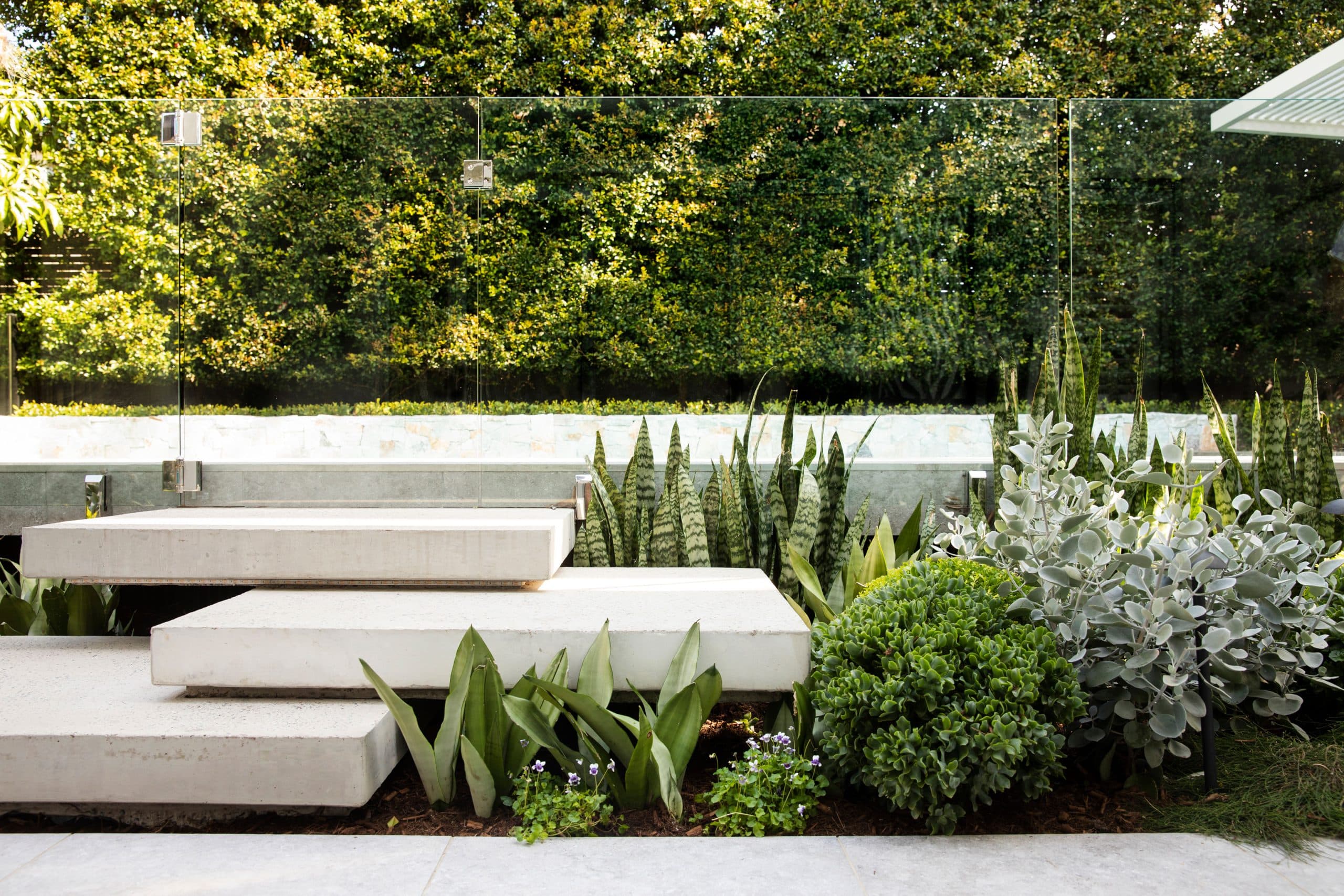 Cantilevered concrete platform steps edged with snake plants and silver foliage behind glass