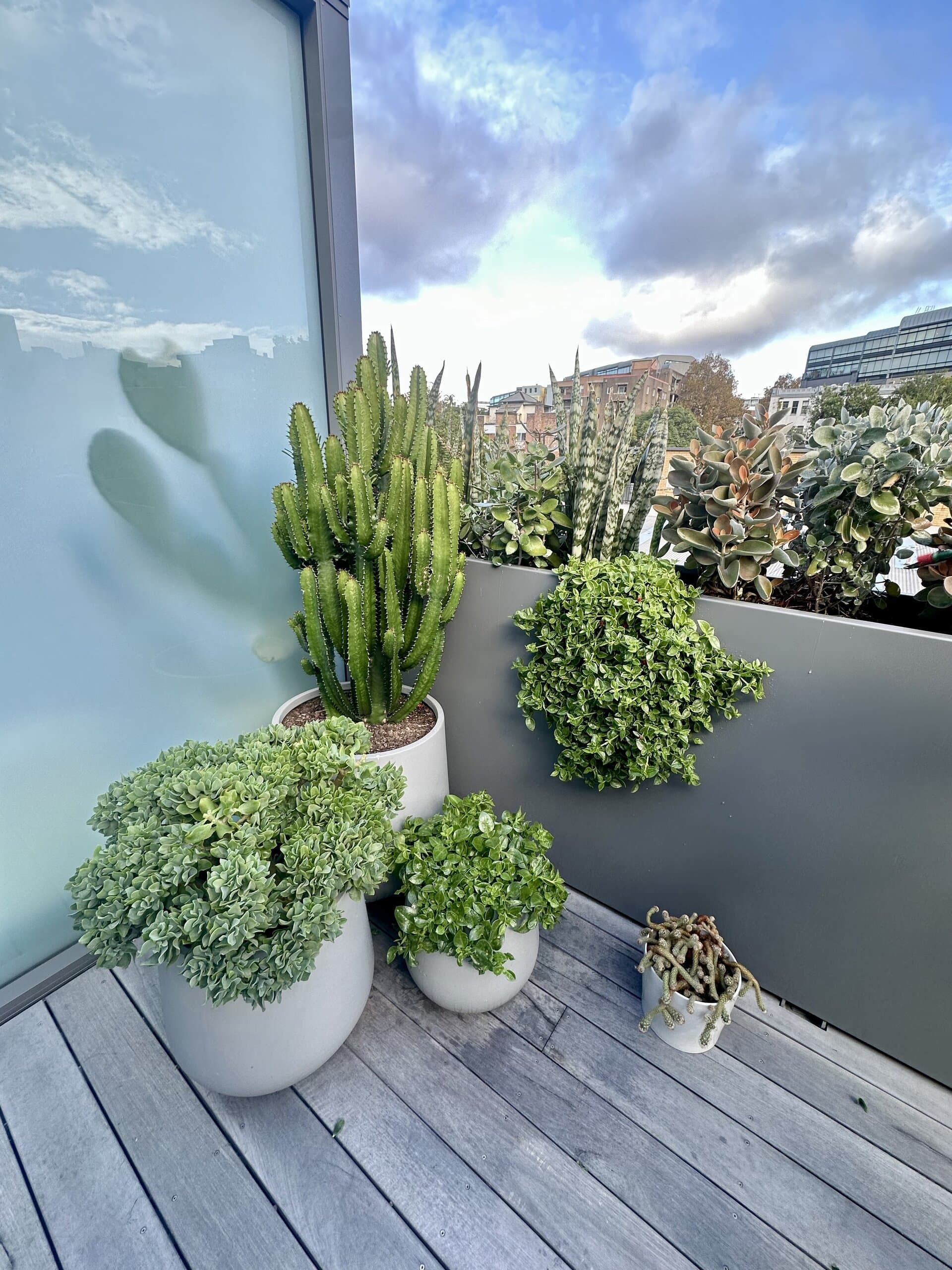 Growing Rooms project in Darlinghurst