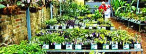 plants for dale in Botanical gardens Sydney