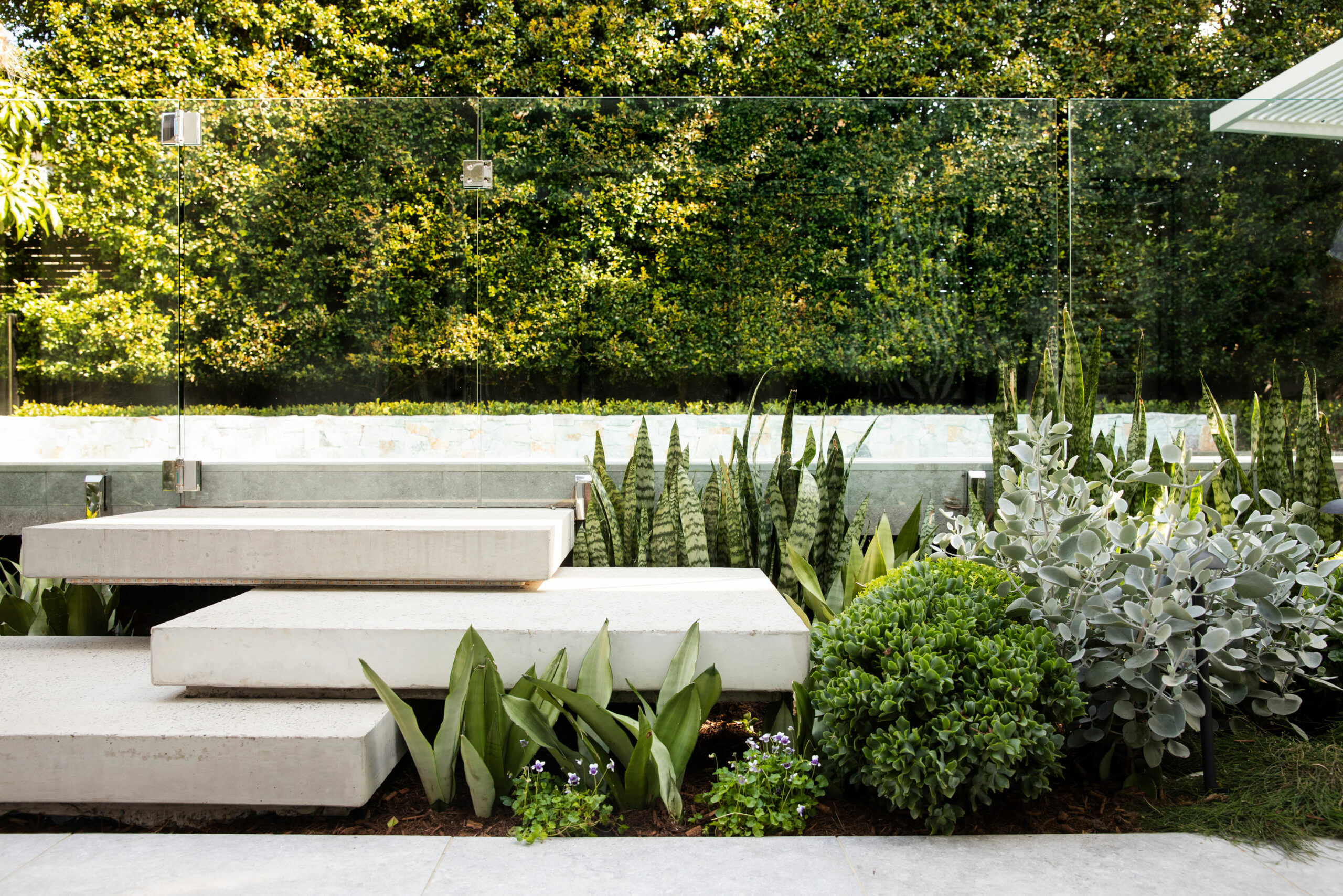 Maroubra Secluded Gem - floating concrete steps - glass pool fence - native planting - hedge